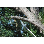 Silky Hayauchi 3670-6.5